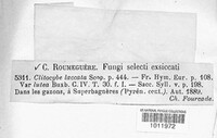 Laccaria laccata image